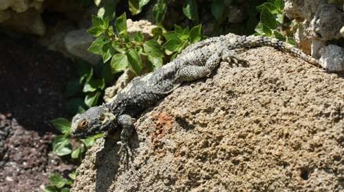 Η πλούσια ερπετοπανίδα του Σέιχ Σου: Χελώνες, σαύρες, φίδια και... κροκόδειλος μινιατούρα [εικόνες]