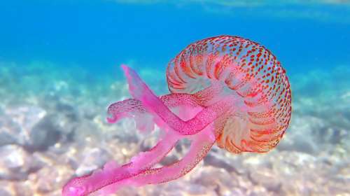 Το φαρμακείο των διακοπών: Τι πρέπει να περιέχει για να αντιμετωπίσουμε τα τσιμπήματα [βίντεο]