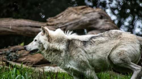 Πτολεμαϊδα: Λύκος έκανε βόλτες μέσα στην πόλη το βράδυ της Κυριακής [βίντεο]