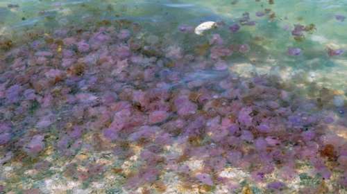 Μωβ μέδουσες: Σε έξαρση και φέτος στις ελληνικές θάλασσες - Τα συμπτώματα μετά από τσίμπημα και πώς να προστατευτείτε