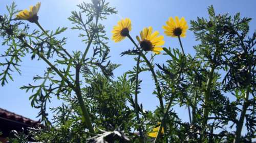 Καιρός: Νέα άνοδος της θερμοκρασίας - Πού θα έχουμε τοπικές καταιγίδες