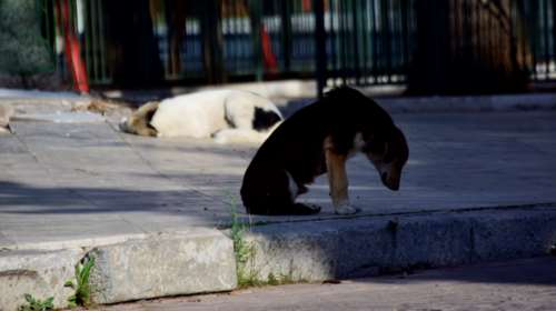 Βαρύ πρόστιμο σε Κερκυραίο που πέταξε τα σκυλιά του - Θα πληρώσει σχεδόν 62.000 ευρώ
