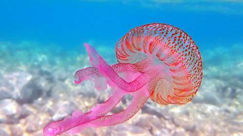 Μωβ Μέδουσες: Ο χάρτης με τις πιο επικίνδυνες παραλίες για αυτή την εβδομάδα - Οι πρώτες βοήθειες σε περίπτωση τσιμπήματος