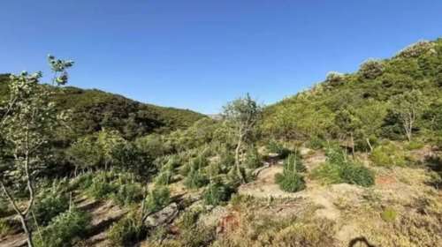 Δυτική Αττική: Εγκληματική οργάνωση διακινούσε κάνναβη - Πάνω από 2 εκατ. ευρώ το κέρδος της σπείρας