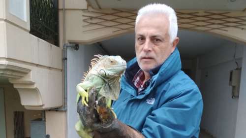 Παράτησαν τεράστιο ιγκουάνα σε κάδο σκουπιδιών στη Λάρισα