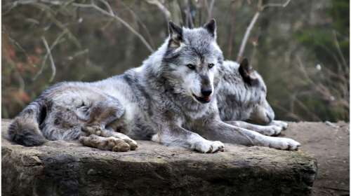 Μαζική απόδραση λύκων στη Γαλλία: Εννέα θηλαστικά απέδρασαν από ζωολογικό κήπο [βίντεο]