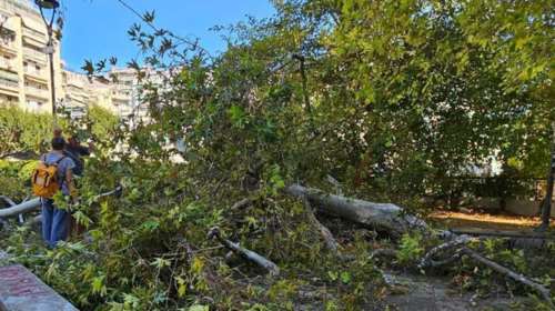 Θεσσαλονίκη: Δέντρο έπεσε πάνω σε άνδρα που καθόταν σε παγκάκι στην πλατεία Ναυαρίνου [εικόνες]