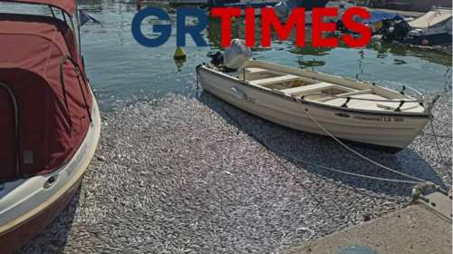 Βόλος: Μεγάλο πλήγμα στον τουρισμό από τα νεκρά ψάρια - Κατέβηκαν 6 γαλάζιες σημαίες από παραλίες της περιοχής [εικόνες - βίντεο]