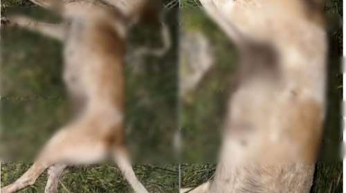 Νεκροψία για να προσδιοριστεί η αιτία θανάτου της σκυλίτσας που βρέθηκε πυροβολημένη στο Βόλο