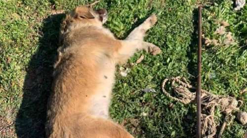 Φρίκη με σκυλίτσα στα Μέγαρα: Κακοποίησαν τη &quot;Μπουμπού&quot; με σιδερένια ράβδο και πέθανε [σκληρές εικόνες]