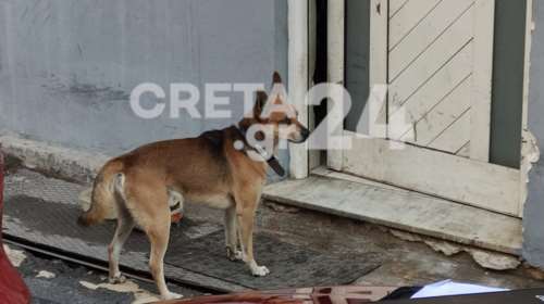 Άγριο έγκλημα στα Χανιά: Συγκλονιστικές εικόνες - Το σκυλί του 53χρονου, φύλακας έξω από την πόρτα του νεκρού αφεντικού