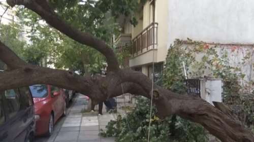 Χάος στη Θεσσαλονίκη από τους θυελλώδεις ανέμους: Επεσαν πάνω από 40 δέντρα [βίντεο]