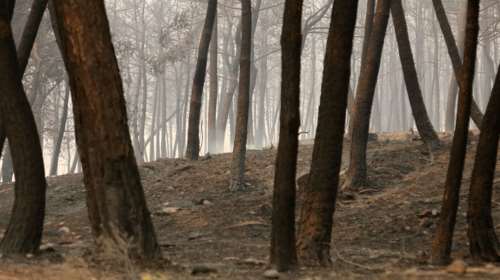 Φρίκη: 18 οι απανθρακωμένοι μετανάστες μέσα στο δάσος της Δαδιάς - Εγκλωβίστηκαν από τη φωτιά