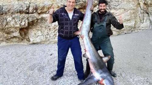 Δεν πίστευαν στα... δίχτυα τους: Ψάρεψαν γαλέο 140 κιλών στο Ανατολικό Πήλιο