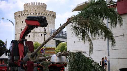 Θεσσαλονίκη όπως... Μαϊάμι: Φοίνικες και μπανανιές για τα γυρίσματα της ταινίας του Μπαντέρας [βίντεο - εικόνες]