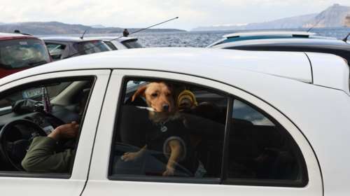 Πάσχα 2025: Ταξίδι με το κατοικίδιό σας - Όλα όσα πρέπει να προσέξετε