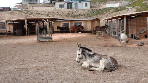 Παγκόσμια Ημέρα Ζώων: Εκπαιδεύουμε τα παιδιά να σέβονται τις ανάγκες τους - Πρόληψη ατυχημάτων από κατοικίδια ή άγρια ζώα