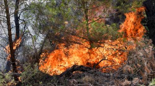 Φωτιά στο Βασιλίτσι Μεσσηνίας - Εκκενώνεται προληπτικά ο οικισμός [βίντεο]