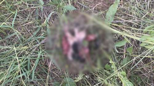 Ηλεία: Κατακρεούργησε 9 κουταβάκια με χορτοκοπτικό [εικόνες, βίντεο]