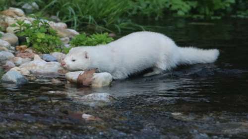 Απίστευτο: Βρέθηκε... μινκ στο ποτάμι του Κηφισού [εικόνες]