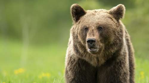 Δράμα: Πώς έγινε η επίθεση της αρκούδας στους δύο ορειβάτες - Άφαντος ο ένας, έπεσε σε γκρεμό 1000 μέτρων [βίντεο]