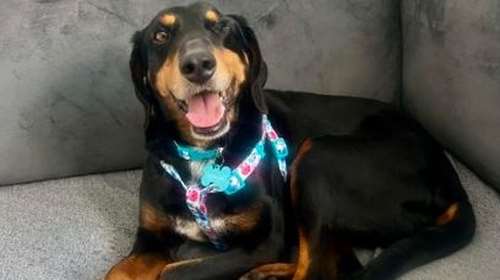 Το καθαρόαιμο... καναπεδόσκυλο της Σταματίνας Σταματάκου με νονά τη Ναταλία Γερμανού