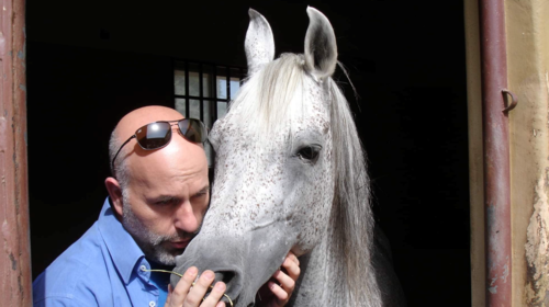 Ηλίας Νικολακόπουλος: Ο κτηνίατρος που φροντίζει τα καθαρόαιμα άλογα του Σουλτάνου του Ομάν [εικόνες και βίντεο]