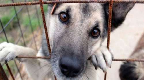 Πρέβεζα: Νεκρός ο σκύλος που έσερνε ο ιδιοκτήτης του με το ποδήλατο