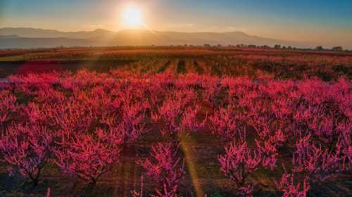 Ροδακινιές Βέροιας: Από τα ασπρόμαυρα πρωτοσέλιδα του &#39;50, στον πολύχρωμο κόσμο των social media [εικόνες]