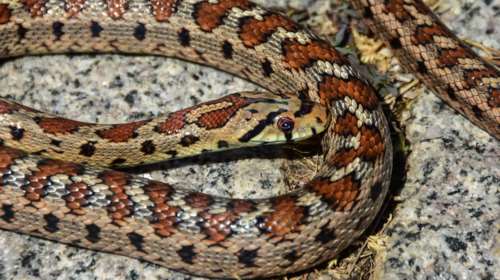 Εσπευσμένα στο νοσοκομείο Βόλου 19χρονος μετά από τσίμπημα οχιάς