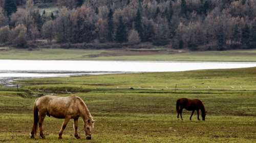 Αποτροπιασμός στη Χαλκίδα: Άλογο βασανίστηκε μέχρι θανάτου - Ήταν δεμένο με αλυσίδα και σχοινί