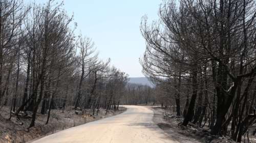 Τραγικό: &quot;Το δάσος της Δαδιάς χάθηκε για πάντα&quot;- Θα χρειαστούν 100 χρόνια για να αποκτήσουμε ξανά τέτοια δένδρα