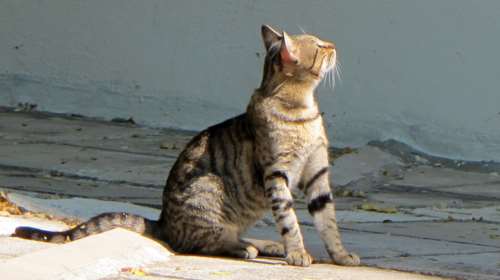 Χαλκιδική: Σύλληψη 66χρονου για κακοποίηση γάτας - Την κλώτσησε από το σκάφος κι έπεσε στη θάλασσα