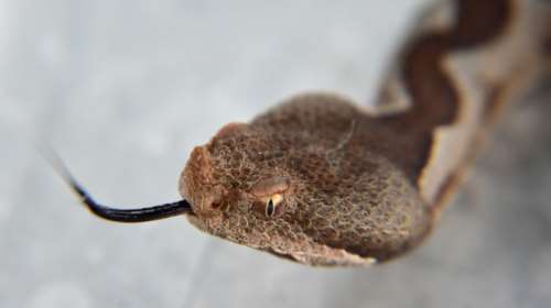 &quot;Είχε πρηστεί το χέρι, προχωρούσε προς το σώμα&quot;: Τι λέει ο πατέρας της 4χρονης που τη δάγκωσε οχιά και τώρα είναι σε ΜΕΘ