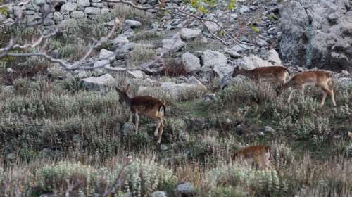 Πυρκαγιές στη Ρόδο: Το ελάφι σύμβολο του νησιού και οι πεταλούδες κινδυνεύουν - SOS από τους ειδικούς