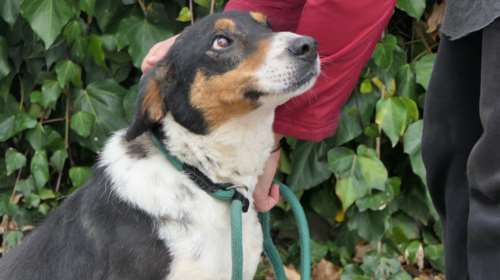 Η Δάφνη είναι από αυτά τα σκυλιά που δυστυχώς δεν τραβάνε το μάτι - Ξέρουμε τι θα πείτε, &quot;μα είναι πανέμορφη&quot;