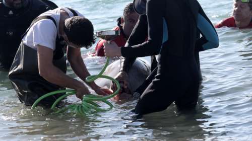 Δύσκολες ώρες για τη φάλαινα στον Άλιμο: Πολύ σοβαρή η κατάστασή της - Τι έδειξαν οι εξετάσεις [Εικόνες]