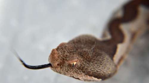 Δάγκωμα κόμπρας: Στη ΜΕΘ ο 30χρονος - &quot;Το αντίδοτο μπορεί να είναι πιο επικίνδυνο κι από το δηλητήριο του φιδιού&quot;