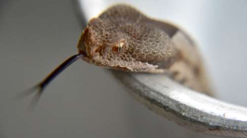 Τρίκαλα: Εκτός κινδύνου ο 3χρονος που τον δάγκωσε φίδι σε ταβέρνα