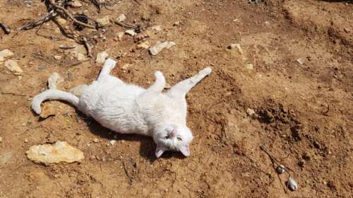 Κτηνωδία στις Σέρρες: Πυροβολεί αδέσποτες γατούλες με καραμπίνα