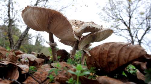 Φλώρινα: Άσχημα νέα - Μεταμόσχευση ήπατος για τον μαθητή που δηλητηριάστηκε από μανιτάρια