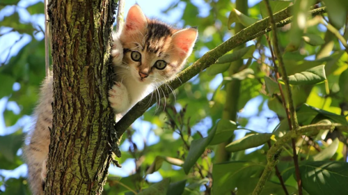 Σοκαριστική ομολογία από 24χρονο που σκότωσε γάτα με ξυράφι στην Πάτρα: &quot;Μου άρεσε και αποφάσισα να την εξοντώσω&quot;