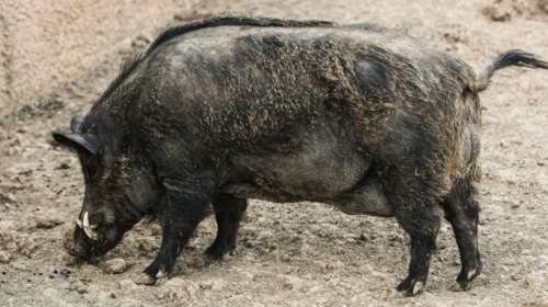 Συναγερμός στα σύνορα για αφρικανική πανώλη των χοίρων - Τι λέει καθηγητής του ΑΠΘ