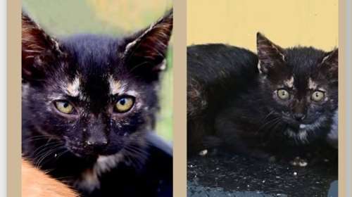 Η πιτσίλω ή black beauty: Η αδερφή μου που είναι άσπρη, βρήκε αμέσως το σπίτι της