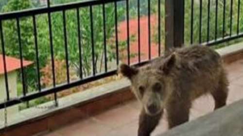 Τρίκαλα: Αρκουδάκι έκανε βόλτες σε βεράντα σπιτιού - &quot;Είναι επικίνδυνο να ταΐζουμε τα άγρια ζώα&quot; [βίντεο]