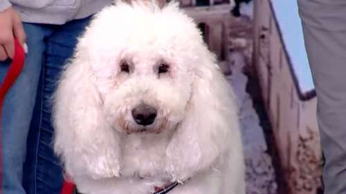 Ο Βαγγέλης: Ο σκύλος - θεραπευτής για ασθενείς με νευρική ανορεξία και καρκίνο  - Η ευεργετική επίδρασή του