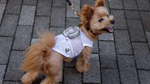 Υποφέρει από τη ζέστη το σκυλάκι σας; Η λύση υπάρχει - Ανεμιστήρες που φοριούνται και δροσίζουν τα κατοικίδια