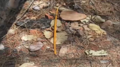 Μαλακάσα: Με... κεριά και τρία πακιστανικά κινητά ο επίδοξος εμπρηστής - Παρέμβαση ΕΥΠ και Αντιτρομοκρατικής [εικόνες]