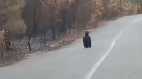 Το πένθος του μαυρόγυπα στον Έβρο: Τα σπάνια πτηνά ψάχνουν τις φωλιές τους στα καμένα [εικόνες - βίντεο]