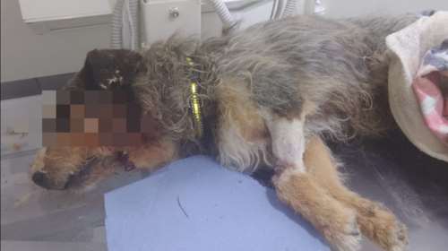 Κτηνωδία στις Σέρρες: Δολοφόνησαν αδέσποτο σκύλο με 10 σφαίρες και τον πέταξαν στα σκουπίδια